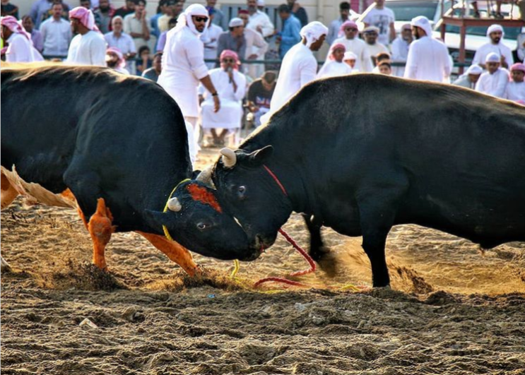 12 best things to do in Fujairah. Watch Bull fighting in Fujairah Corniche