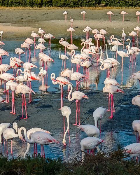 10 free things to do in Dubai - Ras Al Khor Wildlife Center