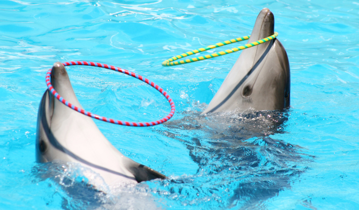 Things to do in August - Dolphin and Seal Show, Dubai