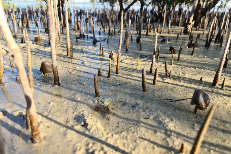 mangrove seeds planted by drones in Abu Dhabi
