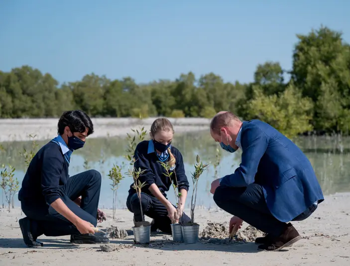 mangrove seeds planted by drones in Abu Dhabi