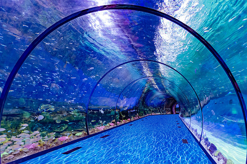 The National Aquarium Abu Dhabi is introducing a unique live jellyfish exhibit